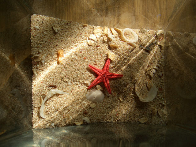 stella di mare